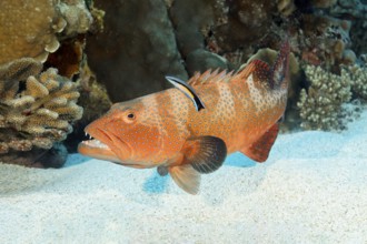 Leopard trout perch (Plectropomus leopardus), young, juvenile with blue-striped cleaner wrasse