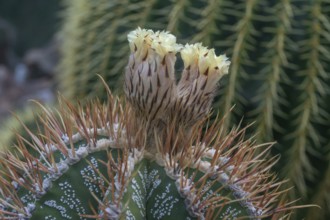 Cactus, flowering bishop's mitre (Astrophytum ornatum), Botanical Garden Erlangen, Middle