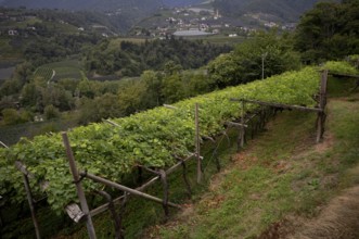 Cultivation of pergola, vines, viticulture, agriculture, agrarian economy, Schenna, Scena, in the