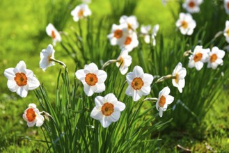 Flowering Narcissus tazetta (Narcissus tazetta) or Tazette, Bavaria, Germany