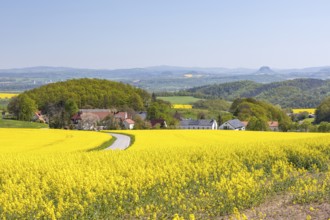 Friedenslinden viewpoint with view of Schmorsdorf between blossoming rape fields, in the background