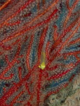 Juvenile Golden damselfish (Amblyglyphidodon aureus) seeks shelter in vivid red corals, dive site