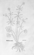 Gold buttercup (Ranunculus auricomus), woodcut by Leonhart Fuchs, from New Kreüterbuch, neues