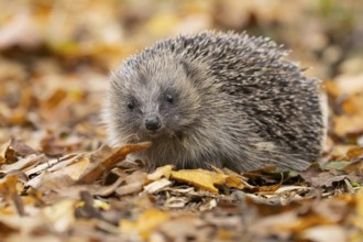 European hedgehog (Erinaceus europaeus) adult animal on fallen autumn leaves, England, United