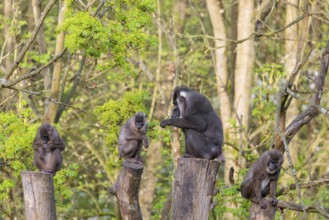 Four Drills (Mandrillus leucophaeus), a male and three females, sit high up on the four stumps of a