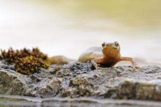 Smooth Newt (Lissotriton vulgaris) female on stones, North Rhine-Westphalia, Germany