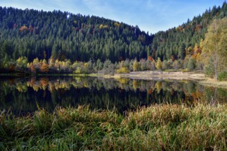 Trees reflected in the Sankenbachsee, Karsee, autumn, near Baiersbronn, Freudenstadt district,