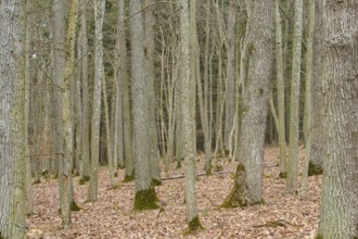 Bare forest in winter with leaf-covered ground, Königheim, Main Tauber district, Baden-Württemberg,