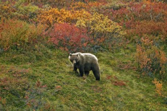 Grizzly bear (Ursus arctos horribilis) striding across the autumn-coloured tundra with a view of