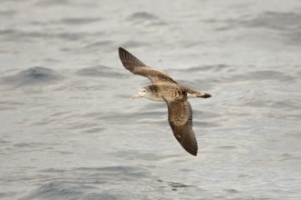Streaked Shearwater (Calonectris leucomelas) flying, Sea of Japan, Japan