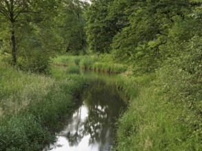 Small stream leads through forest with English oaks, Siebeneichen nature reserve, Merenschwand,