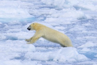 Lone polar bear (Ursus maritimus) hunting on pack ice, drift ice in the Arctic Ocean along the