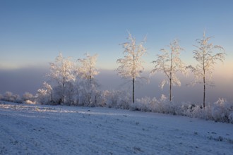 Birch trees in hoarfrost in the morning light, Brunnwil, Freiamt, Canton Aargau, Switzerland