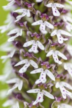 Burnet orchid (Neotinea ustulata), orchid family (Orchidaceae), Ihringen, Kaiserstuhl,