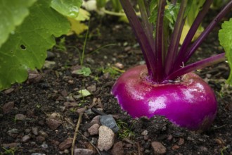 Beetroot, also beetroot in a vegetable patch, fruit and vegetable garden, Inverewe Gardens,