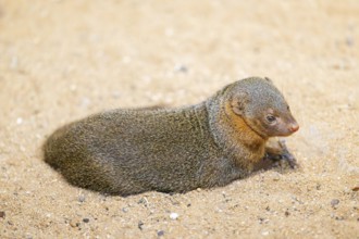 Ethiopian dwarf mongoose (Helogale hirtula) lying in the sand, Bavaria, Germany