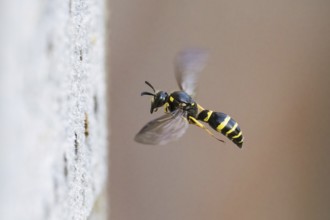 A large stem wasp (Symmorphus murarius) hovers in close-up, its wings flapping dynamically, Hesse,