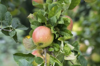 Alkmene apple, old variety, Germany, Europe