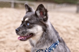 Portrait of cute French Bulldog x Siberian Husky dog mix