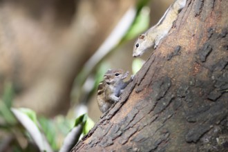 Two chipmunks or chipmunks (Tamias) on a tree trunk, Royal Botanic Gardens, Kandy, Central