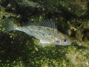 A speckled ruffe (Gymnocephalus cernua) in an underwater area surrounded by algae, dive site Großer