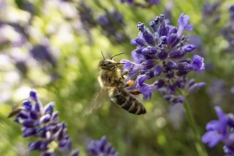 Bee (Apiformes) on a lavender flower (Lavandula angustifolia), Bavaria, Germany