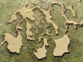 Network of channels and streams at low tide. In the marshland of the Piedras River. Aerial view.
