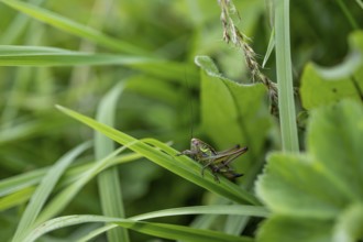 Great green bush cricket (locusta), grasshopper, on a blade of grass in a meadow, Tyrol, Austria