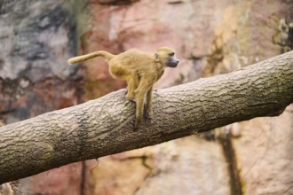 Guinea baboon (Papio papio) sitting on a tree, Bavaria, Germany Europe