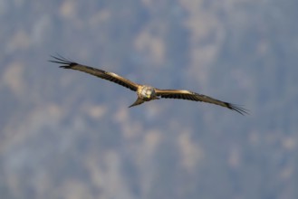 Red kite (Milvus milvus), in flight, Münster, Tyrol, Austria