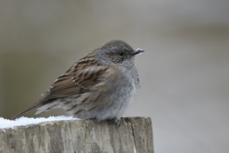 Dunnock (Prunella modularis) perched on a stump, North Rhine-Westphalia, Germany
