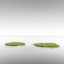 Seagrass meadows on the mudflats in the Schleswig-Holstein Wadden Sea National Park, UNESCO World