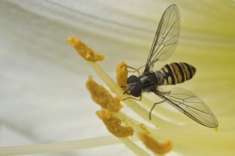 Grove hoverfly (Episyrphus balteatus), Emsland, Lower Saxony, Germany