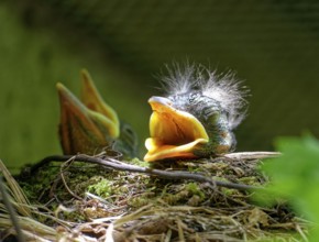 Nestlings, young blackbirds (Turdus merula) in nest, a few days old, Saxony, Germany