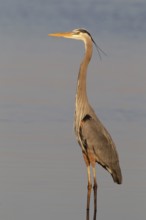 Great Blue Heron (Ardea herodias), Florida, USA