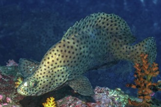 Paddlefish (Chromileptes altivelis) Humpback Grouper, Barramundi Cod, with high dorsal fin, Andaman