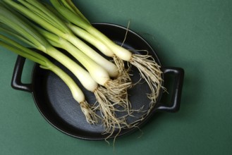 Spring onions on pan, onion