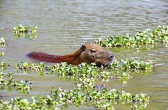 Capybara (Hydrochaeris hydrochaeris) Pantanal Brazil