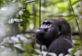 Western lowland gorilla (Gorilla gorilla gorilla), male, silverback, Baï-Hokou, Dzanga-Ndoki