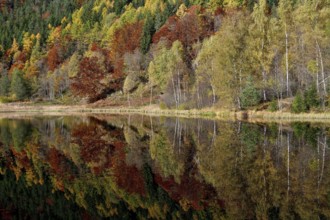 Trees reflected in the Sankenbachsee, Karsee, autumn, near Baiersbronn, Freudenstadt district,