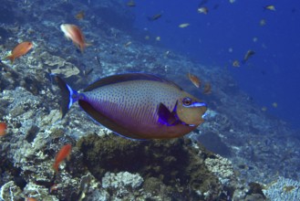 A colourful tropical masked nose doctor fish (Naso vlamingii) swims among smaller fish in the sea,