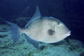 A single conspicuous fish, Atlantic triggerfish (Balistes capriscus) (Balistes carolinensis),