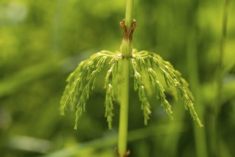 Detail of a horsetail (Equisetum), hanging leaves like an umbrella, fresh spring green,