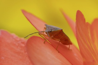 Hawthorn shieldbug (Acanthosoma haemorrhoidale) adult insect on a garden flower in summer, England,
