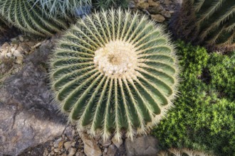 Farmer's cactus (Echinopsis candicans)