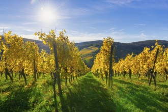Autumn vineyards with yellow leaves under bright sunshine and blue sky, Strümpfelbach, Rems Valley,