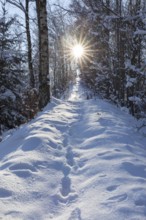 Narrow path in winter forest with sun, Erzgebirge, Saxony, Germany