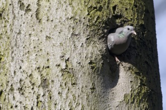 Stock Dove (Columba oenas), Saxony, Germany