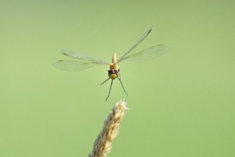 Marsh dragonfly (Sympetrum depressiusculum), female approaching a blade of grass, Switzerland