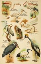 Flamingo (Phoenicopterus roseus), White Stork (Ciconia ciconia), eurasian spoonbill (Platalea